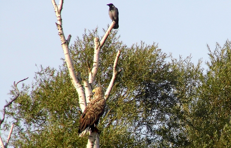 DSCI1229.jpg - Wir verlassen Swinemuende und der Bordfee gelingt ihr bisher bester Schnappschuss eines Seeadlers. Ein Bild des Friedens. Friedliche Koexistenz...