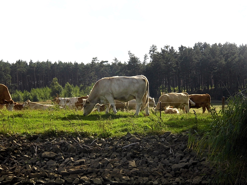 DSCI1265.JPG - Landwirtschaftsidyll an der Oder
