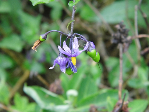 DSCI0489.JPG - Fruehling herrscht hier uebrigens auch noch. So richtig doll warm ist es nicht und man muss sich schon hinter die schuetzende Strandmauer legen, um sich zu sonnen. Sonst ist Pullover angesagt.