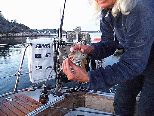 DSCI0596.JPG - Und meine kleine Navigatorin entwickelt sich nun auch noch zur Selbstversorgerin. Bis heute (20.06.) hat sie bereits 6 Fische gefangen. 2 Babydorsche, die wir freigelassen haben und 4 Pollack, von denen wir 2 geschlachtet und gebraten haben. Nickys neue Passion: Angeln!