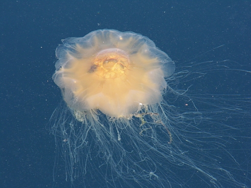 DSCI0408.JPG - Tja, die Dusche ist auch aus einem anderen Grund noetig: Das Hafenbecken wimmelt von Feuerquallen!