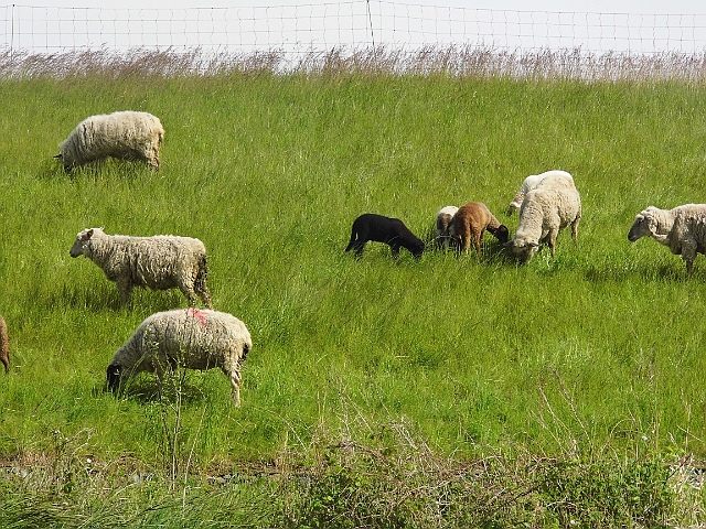 DSCI0260.JPG - Am Ufer immer wieder Herden von "verschiedenfarbigen Norwegerpullis" im Urzustand.