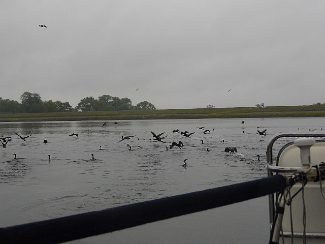 DSCI0274.JPG - Ein verregneter Morgen in Schwedt. Das stoert aber den Schwarm von um die 100 Kormorane nicht, die ploetzlich ueber die Wasserflaeche herfallen.