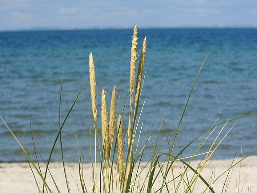 DSCI0532.JPG - Und so hatte sich der Skipper das hier eigentlich vorgestellt. Keine Sorge, dass ist nur ein gaaaanz kleiner Ausschnitt. In Wirklichkeit ist am Strand viel mehr los.