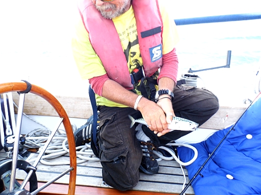 DSCI0594.JPG - Und tatsaechlich! Da ist sie, meine "Ehrenmakrele". Es ist naemlich die Einzige, die der Skipper auf diesem Toern gefangen hat...