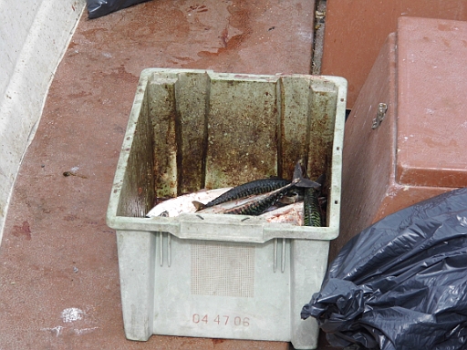 DSCI0009.JPG - Diese ganze Kiste voller Makrelen f&Atilde;&frac14;r 40 Kronen (ca. 4,50 Euro)?! Er ist ein armer Kerl und wir brauchen nicht so viele. Also bleibt's bei dem Deal.