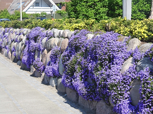 DSCI0376.JPG - Wunderschoen bepflanzte Mauern in Roedvig. 