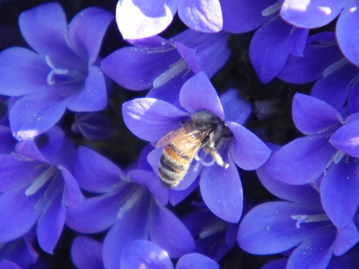 DSCI0380.JPG - Die viele kleine Schoenheiten und Wunder bergen