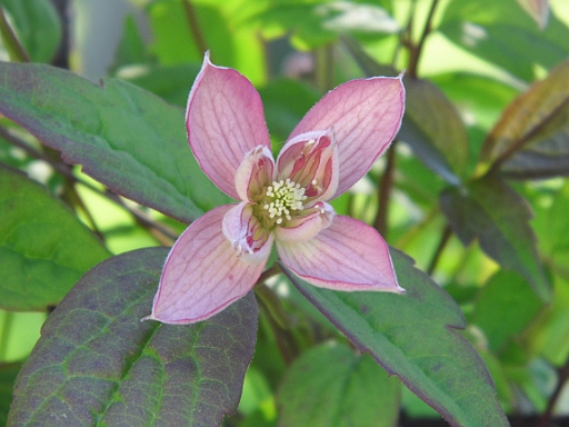 DSCI0384.JPG - Wir sind wieder dem Fruehling hintergegesegelt. Ist das nicht eine prachtvolle Bluete?