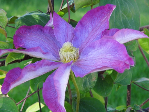 DSCI0389.JPG - Die Natur bringt immer wieder kleine Wunder hervor