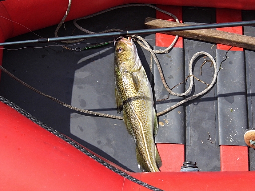 DSCI0087.JPG - Der ist doch schon ganz ordentlich. Selbst erschlagen hat sie ihn uebrigens auch! Nur die Sauerei mit dem Ausnehmen und Felettieren wird bequemerweise dem Skipper ueberlassen ;-) Ist ja auch richtig so. Wenn er selber schon nix faengt...