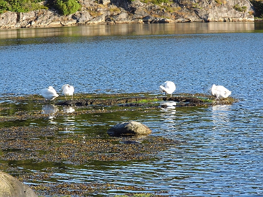 DSCI0262.JPG - Die einzigen Mitbewohner unseres Eilandes sind diese vier Schwaene.