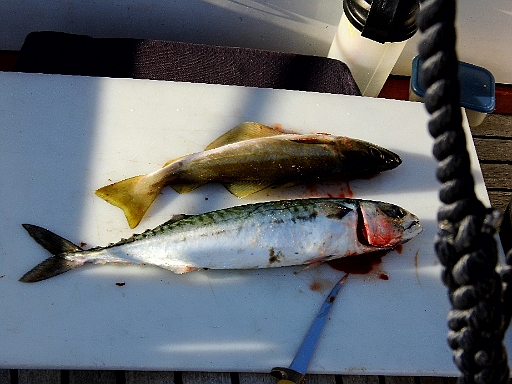 DSCI0265.JPG - Der neue Tag ist gerade erst erwacht, da geht die Bordfee auch schon Angeln. Diesmal von Bord aus. Und entgegen ihrer Theorie, dass das nix bringt, zieht sie die groesste Makrele raus, die sie je gefangen hat. Der Kumpel darueber war so gierig, dass er sich den Haken ins Auge gerammelt hatte. Wohlbemerkt: Beide an einer Schnur!