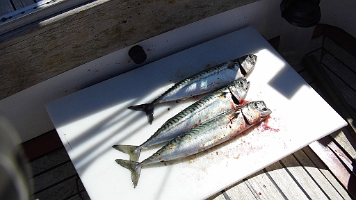 DSCI0287.JPG - Ja und dann am Nachmitteg ist der Haken von Bord kaum unten, da haengen gleich vier stattliche Makrelen am "Paternoster". Eine kann sich noch befreien, die anderen aber, muessen dran glauben. Dann kommt noch so ein Gierschlund und haut sich - wie er das gemacht hat, keine Ahnung - den Haken in die Flanke. Aber er ist zu klein und wir koennen ihn relativ leicht befreien und wieder in sein Element befoerdern.