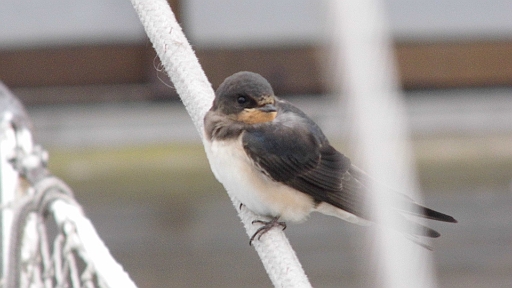 DSCI1039.JPG - Am Morgen ist das ganze Vorschiff voller Schwalben