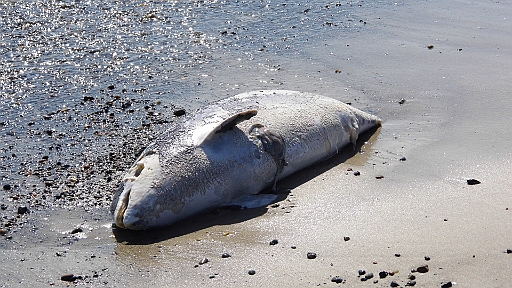 DSCI1281.JPG - Trauriges Strandgut. Ein toter Schweinswal. Die Wunde an seiner Seite und die Tatsache, dass seine Schwanzflosse vollstaendig fehlt draengen mir den Verdacht auf, dass er keines natuerlichen Todes gestorben ist...