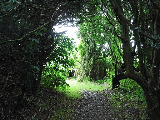 DSCI1394.JPG - Hirsholm ist Naturschutzgebiet. Die vorgeschriebenen Wege duerfen nicht verlassen werden.