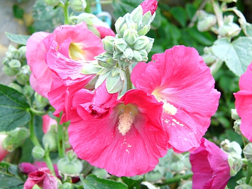 DSCI1435.JPG - Dafuer gibts viele Blumen