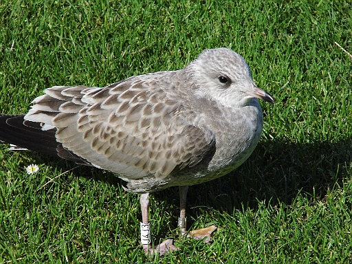 DSCI1469.JPG - Und die sieht man hier ueberall. Sie sind nicht scheu. Warum auch: Hier tut ihnen definitiv niemand etwas