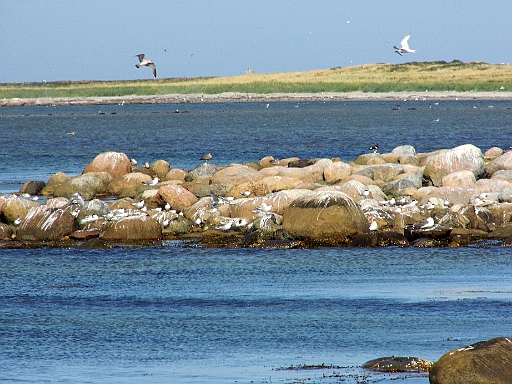 DSCI1515.JPG - Die Seevoegel sind allgegenwaertig