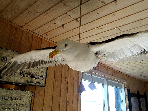 DSCI1520.JPG - Im kleinen Infohaus der Insel kann man sich ueber die Gechichte der Insel und ihre Vogelwelt informieren. Die ausgestopften Moewen sind sehr naturgetreu getroffen aber einen Fehler hat der Praeparator gemacht: Die Augen sind falsch. Diese Moewen haben KEINE freundlichen braunen Augen!