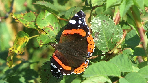 PIC_0022.JPG - Auf einem Strauch finden wir unzaehlige, wunderschoene Schmetterlinge. Welcher das ist bekomme ich nicht heraus. Unser altes Bestimmungsbuch gibt nix her, Internet sucht man hier vergeblich und ein Smartphone oder Aehnliches mit Internet haben wir nicht. Warum auch. Schoen ist er und nur darauf kommt es an.
