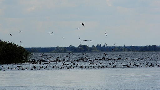 DSCI2108.JPG - An der Einfahrt zum Dabie See erwarten uns wieder hunderte von Kormoranen