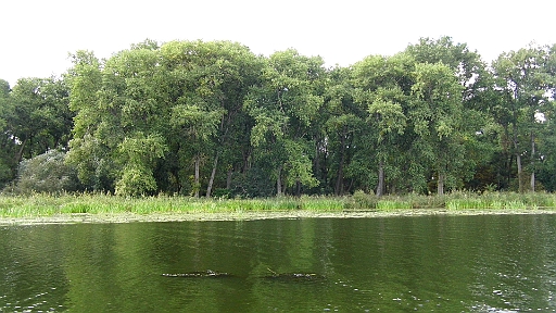 DSCI2123.JPG - Nein, keine Krokodile in Polen, sondern nur Wasserpflanzen