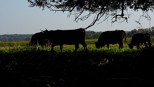 DSCI2157.JPG - Die Rinder freuen sich noch an den warmen Temperaturen, bevor sie im Winter im Stall verschwinden