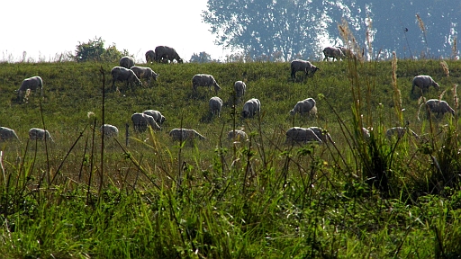 DSCI2166.JPG - Auch grosse Herden von "Norwegerpullis" treffen wir an. Allerdings ist da wohl schon jemand am Stricken, denn die dicke Wolle sind sie schon los.