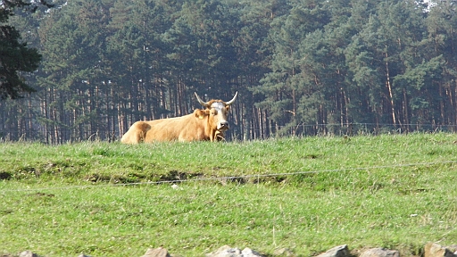 DSCI2179.JPG - Er hier scheint der Boss zu sein. Zumindest sieht er so aus
