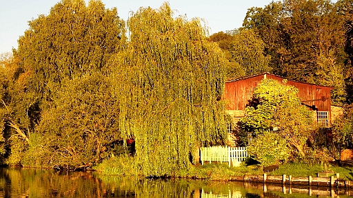 DSCI2191.JPG - Trauerweiden. Irgendwie werden sie immer seltener. Aber hier an der Oder gibt es noch etliche