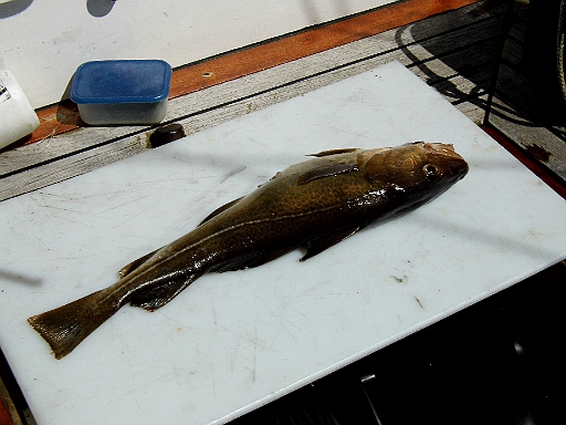 DSCI0875.JPG - ...haut sie mir gleich einen 2 kg Dorsch aufs Deck, Gut, dass wir den "Schlachtetisch" haben und die scharfen Messer aus Finnland. Ist er nicht schoen!