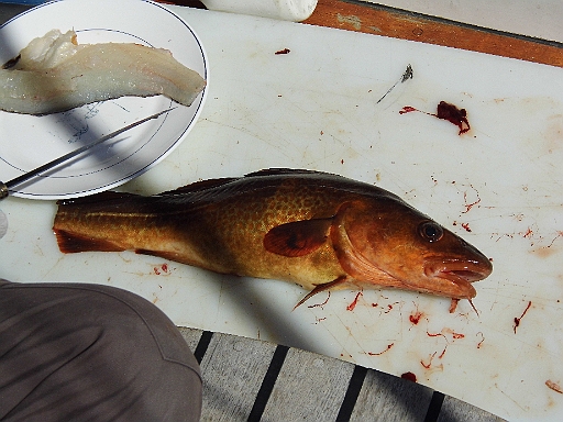 DSCI0886.JPG - Und das tut er auch. Am 11.06., ich bin gerade am L&ouml;ten der Leuchtdioden f&Atilde;&frac14;r den Drehzahlmesser, ertoent der Schlachtruf "Komm mal..." Dann weiss ich schon immer, was das heisst. Diesmal sogar direkt von Deck aus gefangen!