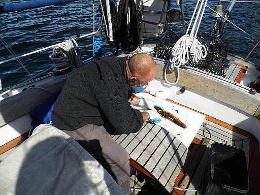 DSCI0890.JPG - Und wieder muss der "Schlitzer von Arendal" sein blutiges Handwerk verrichten ;-) Aber schmecken tun sie nun mal super. Aber ehrlich gesagt: Mir tut es jedes mal leid, ein Tier, und wenn es nur ein Fisch ist, zu t&ouml;ten. Ich tu's nicht gern. Aber wir nehmen auch nur, was wir zum Leben brauchen. Wir angeln nie mehr!