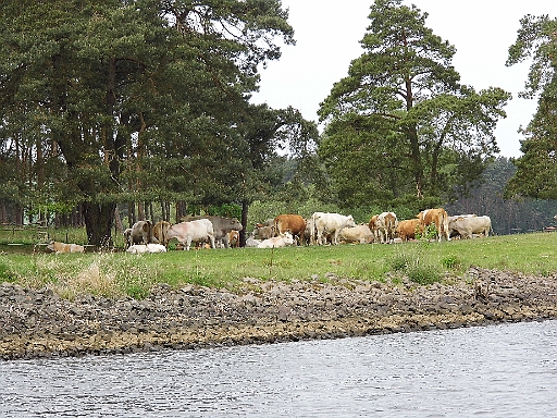 DSCI0243.JPG - Nun, fuer die hier, muss man nicht frueh aufstehen. Aber zumindest machen sie einen recht zufriedenen Eindruck. Trotz kurzer Lebenserwartung und festgelegtem Schicksal als Steak oder Wurst...