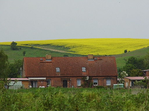 DSCI0250.JPG - Der Raps steht in voller Bl&Atilde;&frac14;te. Hoffentlich wird er zu Speiseoel verarbeitet und nicht in irgendwelchen Dieseltanks verballert. Wir verballern zu vieles nutzlos!