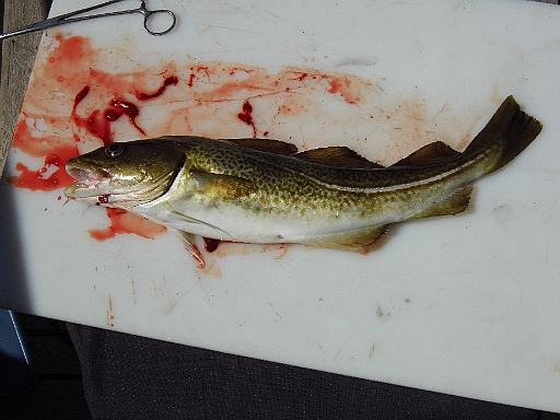 DSCI1004.JPG - Und das ist dann das Ergebnis: Deie Bordfee macht den Kameraden im Beiboot "kampfunfaehig", der Skipper, inzwischen auch genannt der "Schlitzer", verrichtet den Rest und filelettiert. Blutig, nicht schoen, aber notwendig und: LECKER!
