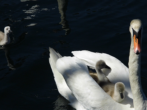 DSCI1012.JPG - Aber wir sind doch nicht ganz allein in unserer Bucht. Nicht weniger als 7 Kuecken hat diese Schwanenmutter, die sie uns stolz praesentiert. Die beiden hier hatten offenbar kalte Fuesse. Ich kanns verstehen.