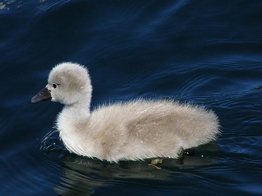 DSCI1032.JPG - Sind die Kerlchen nicht goldig? Sehr alt sind die noch nicht und leider werden wir feststellen, dass Morgen einer fehlt. Vermutlich hat ihn der grosse Seeadler geholt, der hier sein Jagdrevier hat.