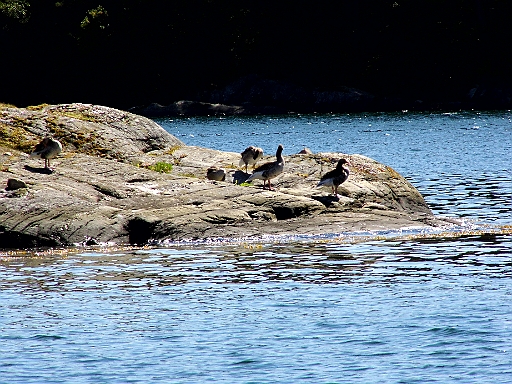 DSCI1059.JPG - Auch das sind unsere Nachbarn: Wildgaense. Sie in der Naehe zu haben ist immer gut, denn bessere Wachhunde gibt es nicht, wenn man ganz alleine ankert.