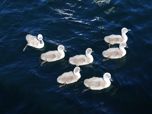 DSCI1098.JPG - Tja, da sind sie wieder und wie man sieht, sind noch alle da!