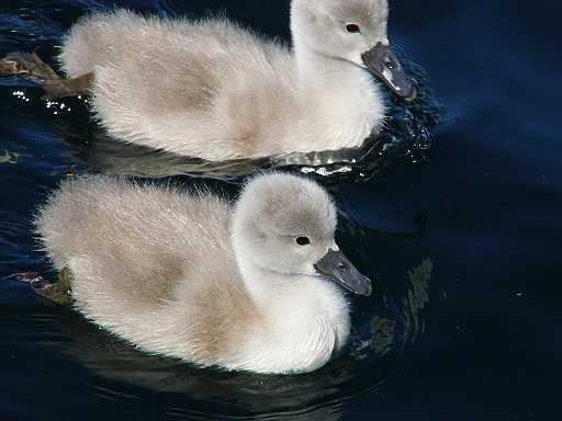 DSCI1108.JPG - Putzige kleine Federknaeule!