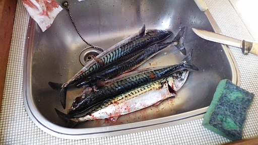 DSCI0357.JPG - Nicht alle Makrelen gehen allerdings wieder in den Teich. Vier schoene, grosse Exemplare muessen dran glauben. Der "Schlitzer von Arendal" waltet wieder seines Amtes.
