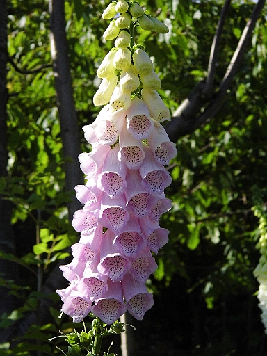 DSCI0400.JPG - Aus der Naehe betrachtet ist er noch viel schoener