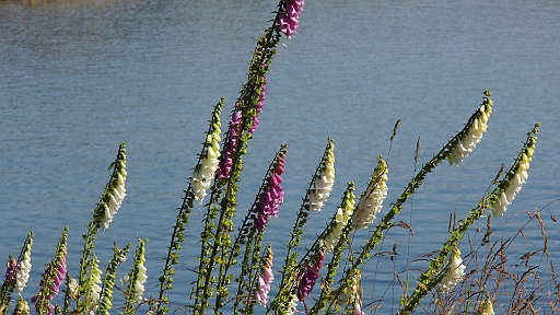 DSCI0409.JPG - Grosse Flaechen sind mit wunderschoenem Fingerhut bewachsen.