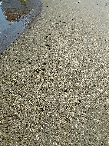 DSCI0412.JPG - Das einzige, was wir auf Merdoey hinterlassen haben: Nickys Spuren im Sand. Und das Schoene ist, dass sie von selbst wieder verschwinden und neuen Spuren Platz machen...