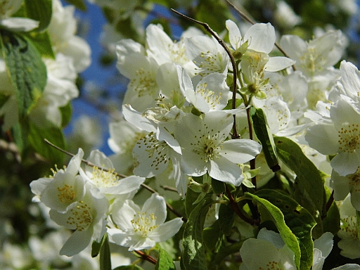 DSCI0414.JPG - Alles blueht auf der Insel. Ja, es ist wirklich Sommer.