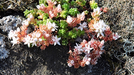 DSCI0435.JPG - Auf den Felsen haben sich viele kleine harte Pflanzen angesiedelt, die deshalb aber nicht weniger huebsch sind.