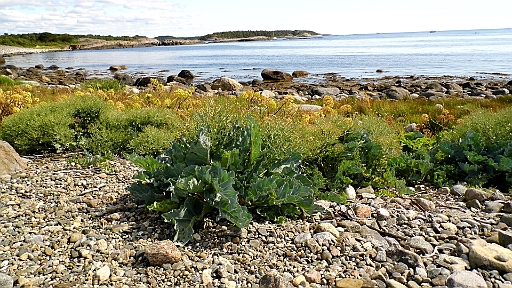 DSCI0437.JPG - Was da so alles am Strand waechst: Das hier sieht aus wir irgendein Kohl....